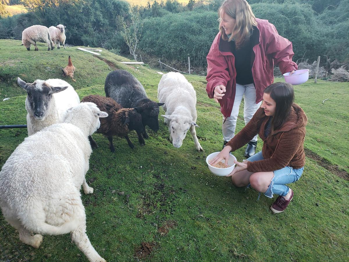 Cabana Nueva En Ancud Chiloe Ngoại thất bức ảnh